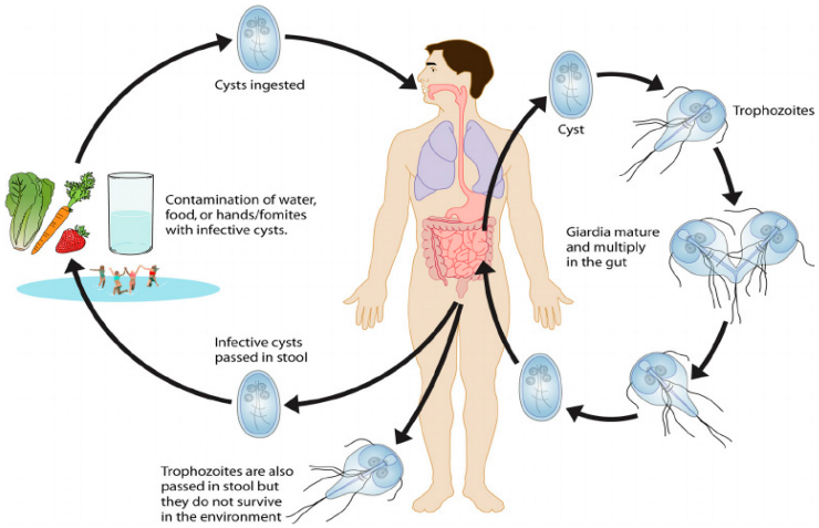 IJERPH | Free Full-Text | Protozoan Parasites in Drinking Water: A System  Approach for Improved Water, Sanitation and Hygiene in Developing Countries