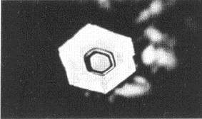 Distilled Water Structure