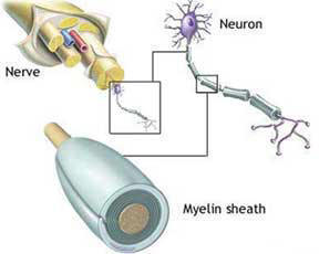 Myelin and nerve structure.